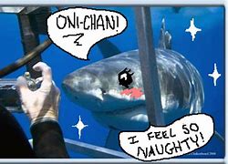 Image result for Shark Meme Cute Baka