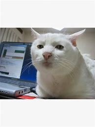 Image result for Are You Serious Cat Meme