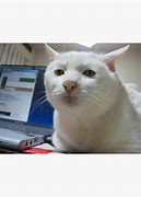 Image result for Seriously Meme Cat Face