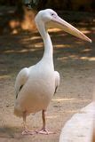 Image result for Pelican Head