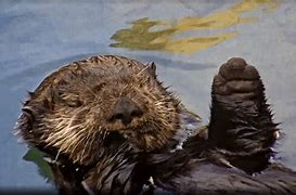 Image result for Joey Baby Sea Otter