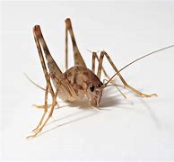 Image result for Cricket Insect Eats Rubber