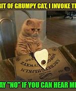 Image result for Cat Seance Funny