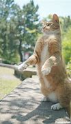 Image result for Cat Lift Her Hind Legs