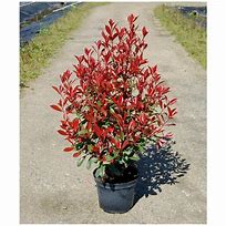 Image result for Photinia fraseri Carré Rouge