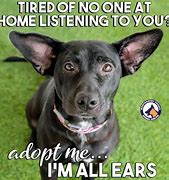 Image result for We Support Dog Adoption Meme