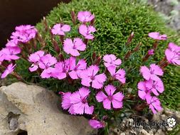 Image result for Dianthus Eileen Lever