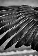 Image result for Crow Feather Computer Wallpaper