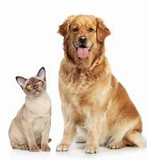 Image result for Dog and Cat Screensavers Free