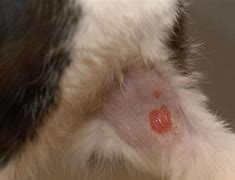 Image result for Cat Cancer