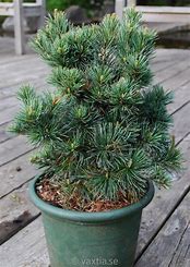 Image result for Pinus parviflora Negishi