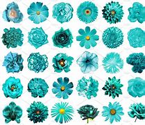 Image result for Cyan Color Flowers