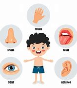 Image result for Five Senses Body Parts Unlabeled