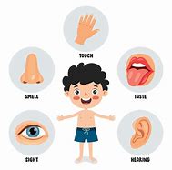 Image result for Five Senses of the Body Title