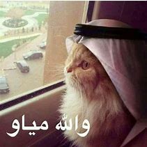 Image result for Islamic Cat Meme