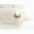 Image result for Fat Cat with Glasses