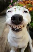 Image result for White Dog Smiling