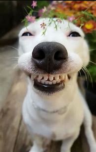Image result for Smiling Animals
