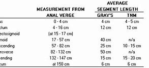 Image result for Colon Cm Measurements