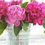 Image result for Peonies Aesthetic Wallpaper