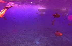 Image result for Lampedusa Snorkeling