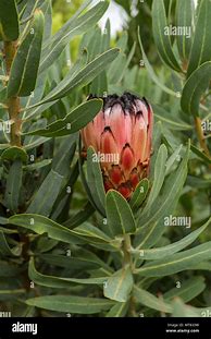 Image result for Exotic South African Plants List