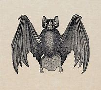 Image result for Vintage Bat Pic