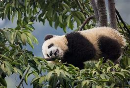 Image result for Wild Panda