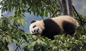 Image result for Wild Panda