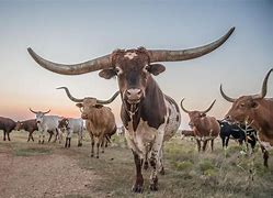 Image result for Texas Longhorn Cattle