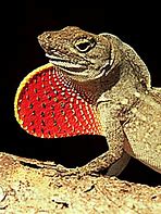 Image result for Lizard with Fan Neck