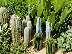 Image result for Different Plant Type Cactus Garden