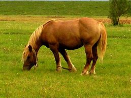 Image result for Equine Photography Horse