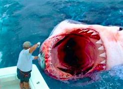 Image result for Biggest Shark Jaw in the World