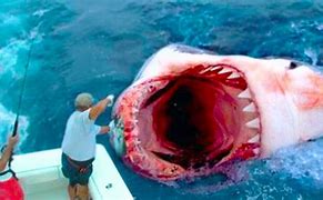 Image result for Show Me the Biggest Shark in the World