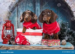 Image result for Dachshund New Year's
