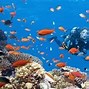 Image result for Cebu Diving