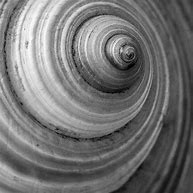 Image result for Black and White Sea Shells