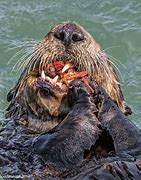Image result for Otter Food