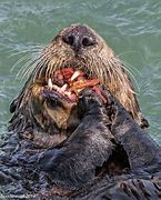 Image result for Otter Food