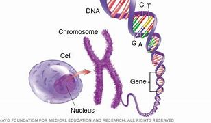 Image result for DNA vs Chromosome Vs. Gene