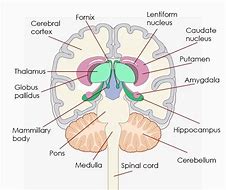 Image result for Brain Cross Section Amygdala