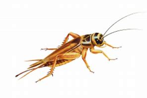 Image result for Songs About Crickets Kids