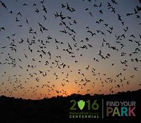Image result for Bats in the Sky Northeast United States