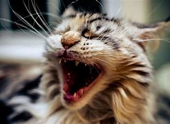 Image result for Cat Sob Open Mouth