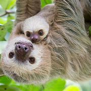 Image result for Funny Sloth Pics