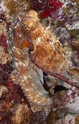 Image result for Octopus Mantle
