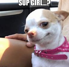 Image result for SUP Dog Meme