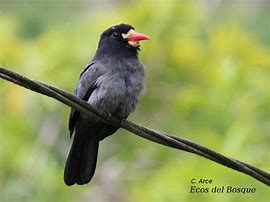 Image result for Monasa Bucconidae