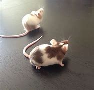 Image result for Brown and White Mice